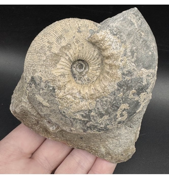 Callovian, Middle Jurassic Ammonite from Gloucestershire, England (SKU A3621):- Sigaloceras calloviense