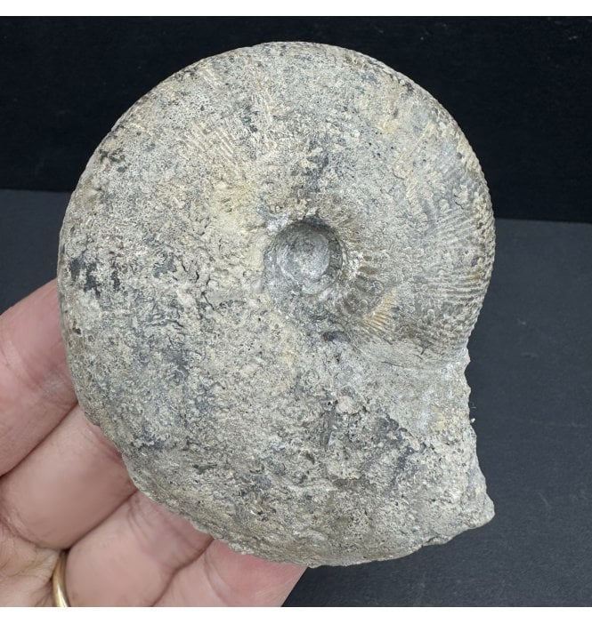 Callovian, Middle Jurassic Ammonite from Gloucestershire, England (SKU A3924):- Sigaloceras calloviense