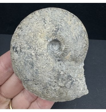 Callovian, Middle Jurassic Ammonite from Gloucestershire, England (SKU A3924):- Sigaloceras calloviense