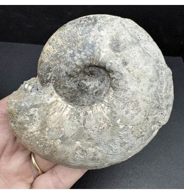 Callovian, Middle Jurassic Ammonite from Gloucestershire, England (SKU A3934):- Sigaloceras calloviense