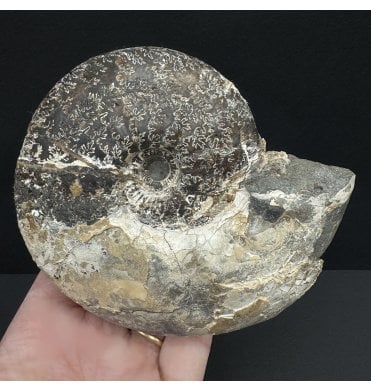 Callovian, Middle Jurassic Ammonite from Gloucestershire, England (SKU A4009):- Sigaloceras calloviense