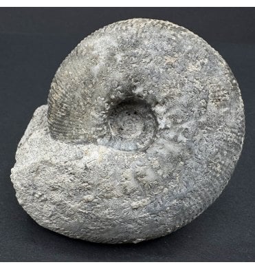 Callovian, Middle Jurassic Ammonite from Gloucestershire, England (SKU A4043):- Sigaloceras calloviense