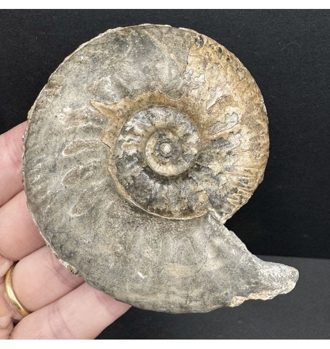Callovian, Middle Jurassic Ammonite from Gloucestershire, England (SKU A4199):- Proplanulites petrosus