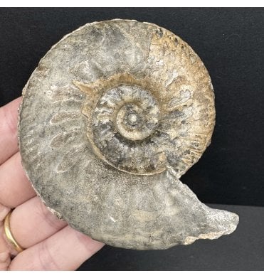 Callovian, Middle Jurassic Ammonite from Gloucestershire, England (SKU A4199):- Proplanulites petrosus