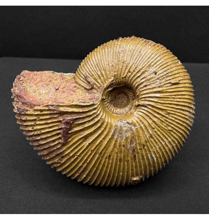 Callovian, Middle Jurassic Ammonite from Switzerland (SKU A4558):- Macrocephalites jacquoti