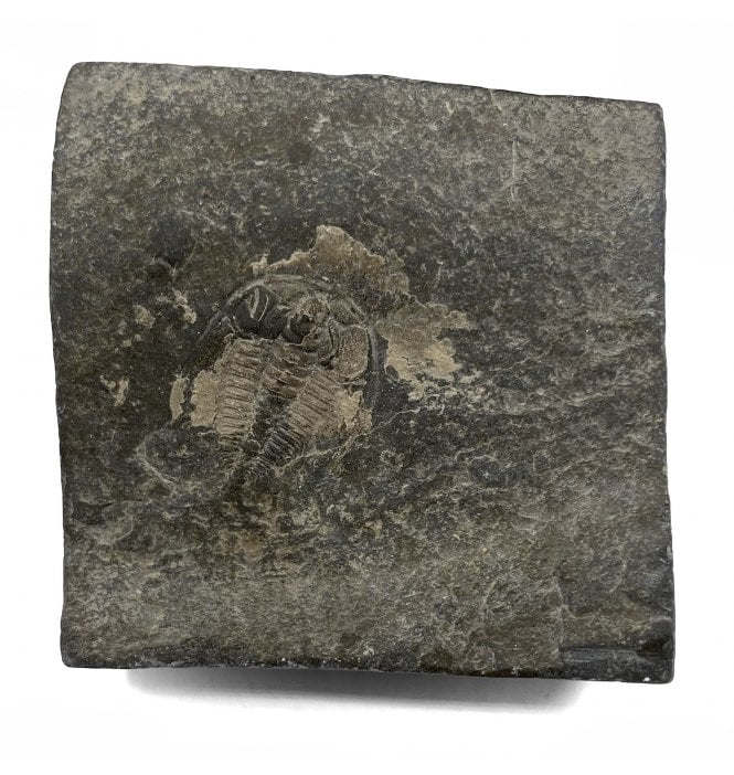 Cambrian Trilobite from China (SKU T1113):- Redlichia chinensis