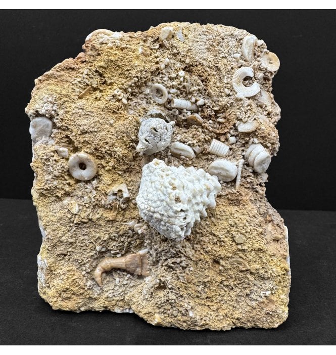 Carboniferous Crinoid Calyxes from Missouri, USA (SKU OF4458):- Eretmocrinus cloelia and Aorocrinus parvus