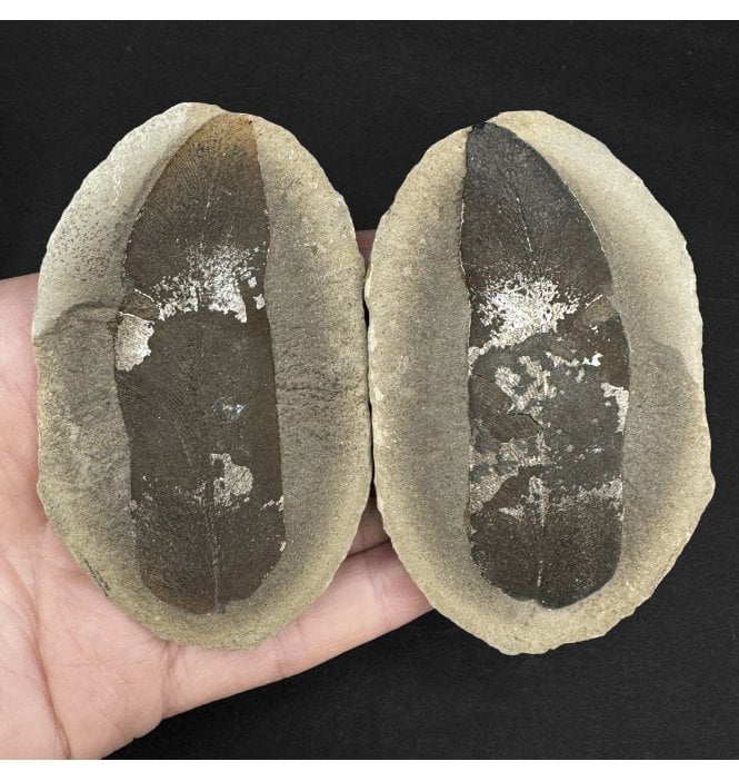 Carboniferous Fern Leaf in a Pebble from Illinois, USA (SKU OF2843):- Macroneuropteris scheuchzerii