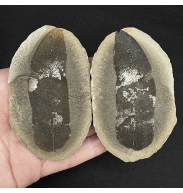 Carboniferous Fern Leaf in a Pebble from Illinois, USA (SKU OF2843):- Macroneuropteris scheuchzerii