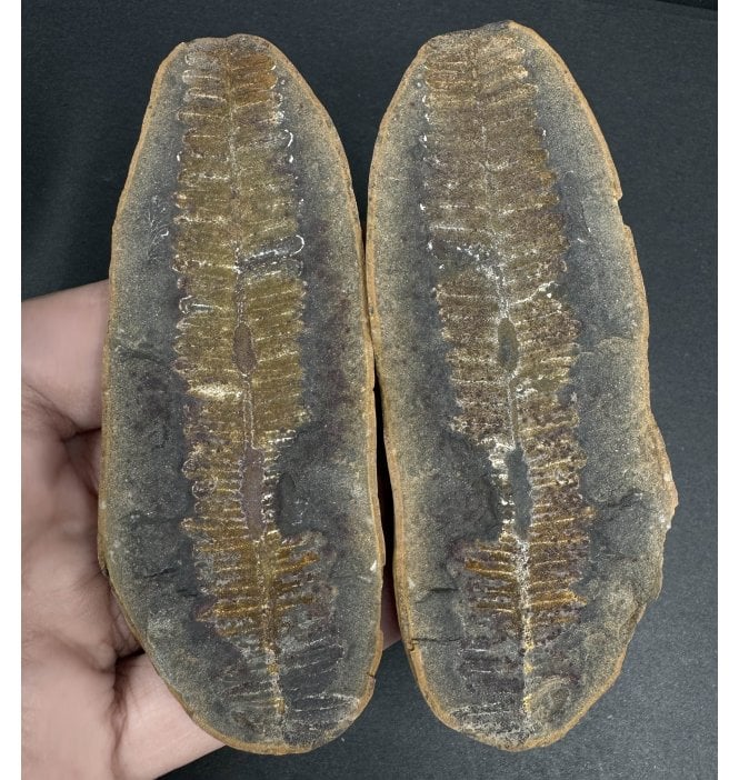 Carboniferous Fern Leaf in a Pebble from Illinois, USA (SKU OF3201):- Crenulopteris acadica