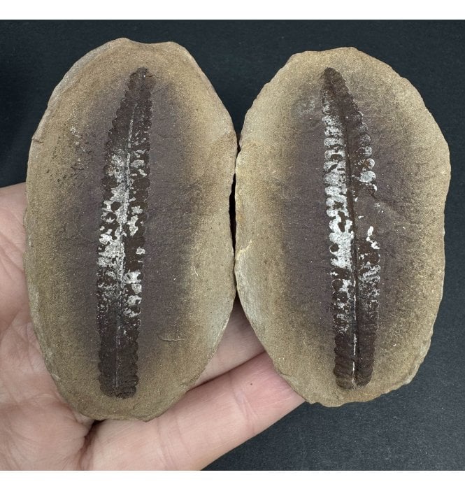Carboniferous Fern Leaf in a Pebble from Illinois, USA (SKU OF3202):- Crenulopteris acadica