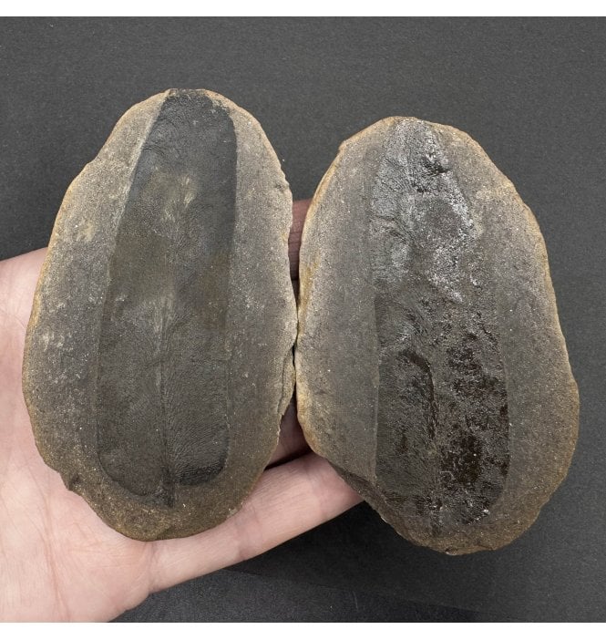 Carboniferous Fern Leaf in a Pebble from Illinois, USA (SKU OF3601):- Macroneuropteris scheuchzerii