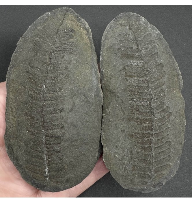 Carboniferous Fern Leaf in a Pebble from Illinois, USA (SKU OF3604):- Laveineopteris rarinervis