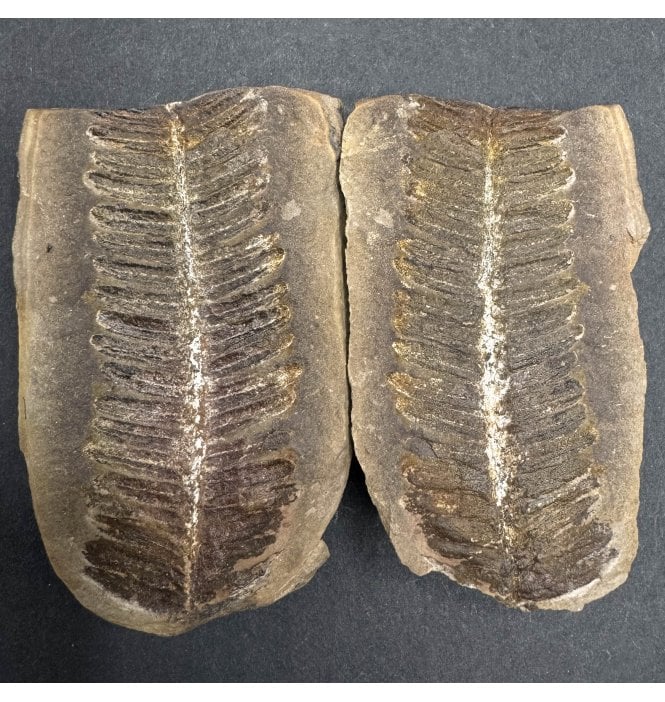 Carboniferous Fern Leaf in a Pebble from Illinois, USA (SKU OF3653):- Crenulopteris cf. acadica