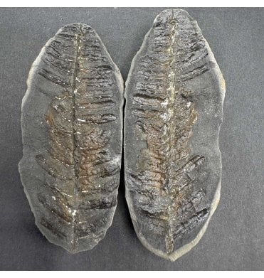 Carboniferous Fern Leaf in a Pebble from Illinois, USA (SKU OF3660):- Laveineopteris rarinervis