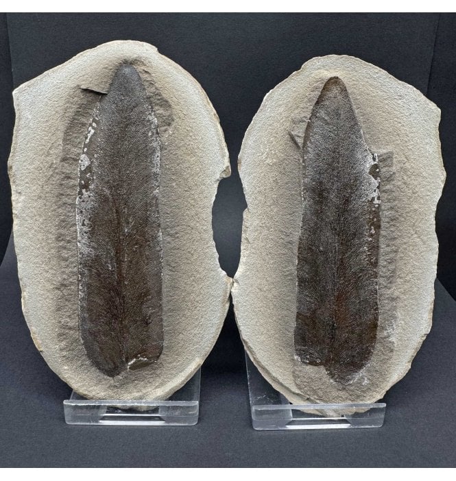 Carboniferous Fern Leaf in a Pebble from Illinois, USA (SKU OF3782):- Macroneuropteris scheuchzerii