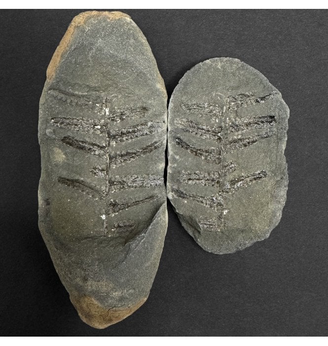 Carboniferous Fern Leaf in a Pebble from Illinois, USA (SKU OF3931):- Laveineopteris rarinervis