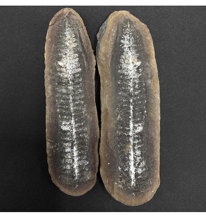 Carboniferous Fern Leaf in a Pebble from Illinois, USA (SKU OF3933):- Crenulopteris cf. acadica