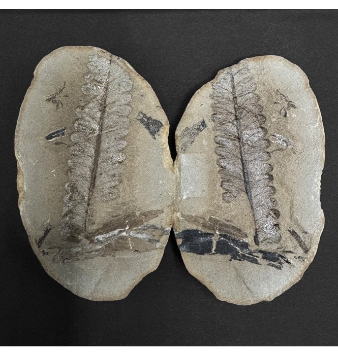 Carboniferous Fern Leaf in a Pebble from Illinois, USA (SKU OF3934):- Diplazites unita