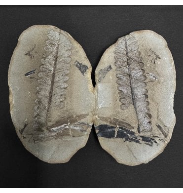 Carboniferous Fern Leaf in a Pebble from Illinois, USA (SKU OF3934):- Diplazites unita