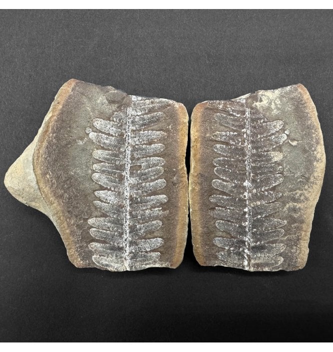 Carboniferous Fern Leaf in a Pebble from Illinois, USA (SKU OF4038):- Crenulopteris cf. acadica