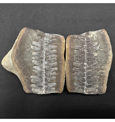 Carboniferous Fern Leaf in a Pebble from Illinois, USA (SKU OF4038):- Crenulopteris cf. acadica