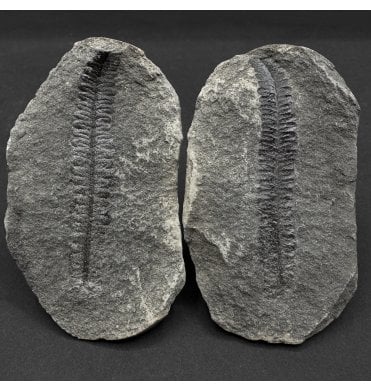 Carboniferous Fern Leaf in a Pebble from Illinois, USA (SKU OF4115):- Diplazites unita