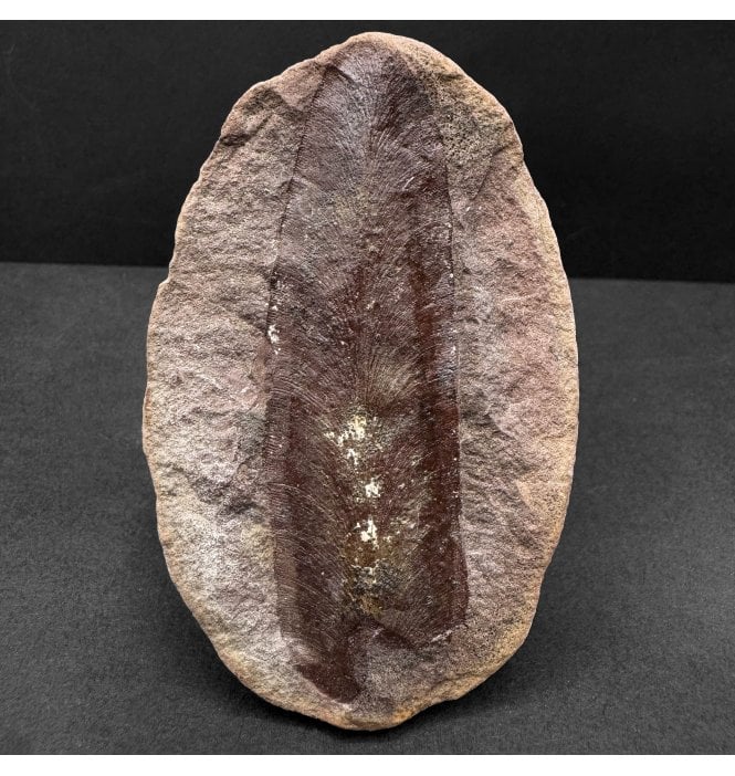 Carboniferous Fern Leaf in a Pebble from Illinois, USA (SKU OF4119):- Macroneuropteris scheuchzeri