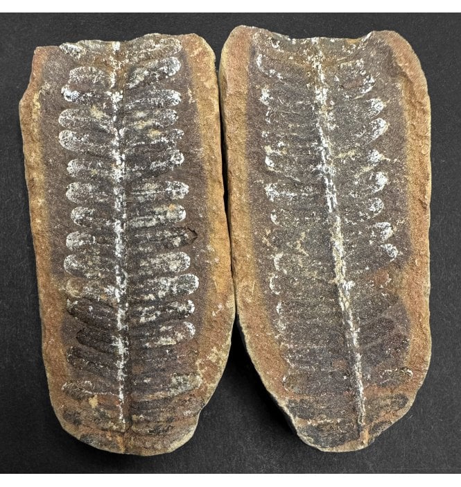 Carboniferous Fern Leaf in a Pebble from Illinois, USA (SKU OF4120):- Crenulopteris cf. acadica