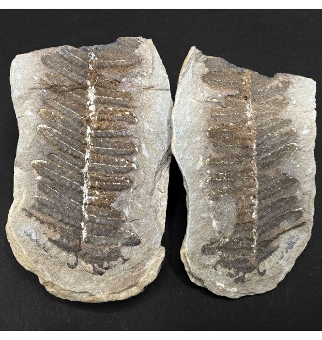 Carboniferous Fern Leaf in a Pebble from Illinois, USA (SKU OF4299):- Crenulopteris cf. acadica