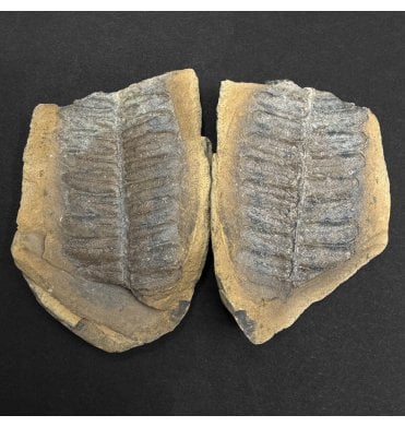Carboniferous Fern Leaves from Mazon Creek, USA (SKU OF4417):- Pecopteris sp.