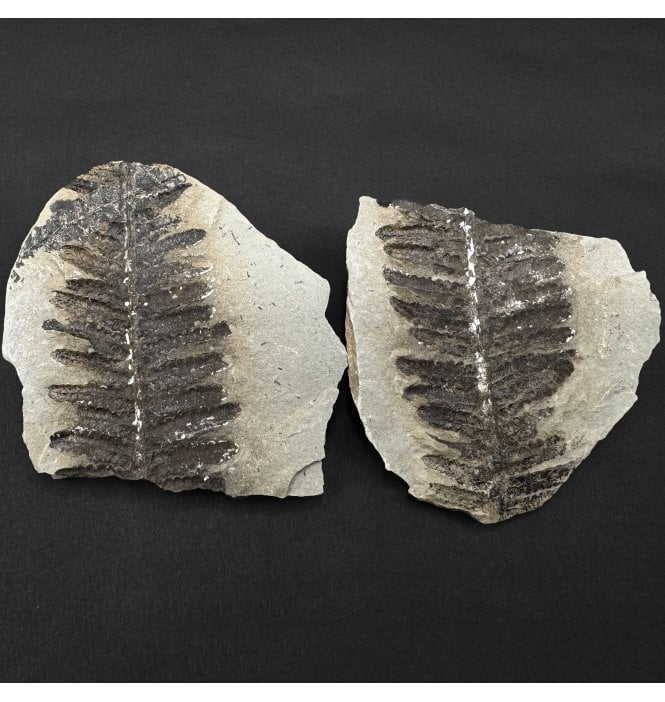 Carboniferous Fern Leaves from Mazon Creek, USA (SKU OF4422):- Crenulopteris acadica
