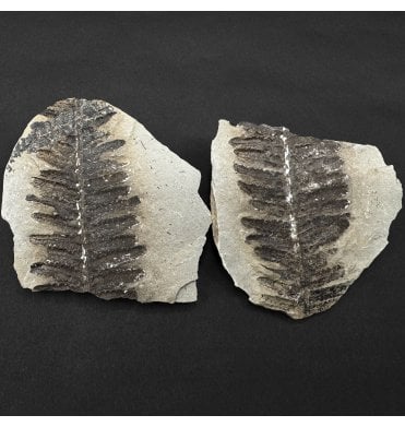 Carboniferous Fern Leaves from Mazon Creek, USA (SKU OF4422):- Crenulopteris acadica