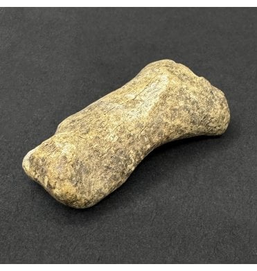 Cave Bear Toe Bone (SKU V9316):- Ursus spelaeus