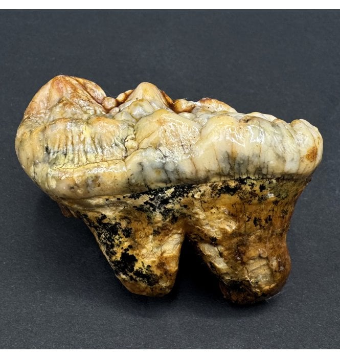 Cave Bear Tooth (SKU V7159)