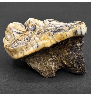 Cave Bear Tooth (SKU V8231)