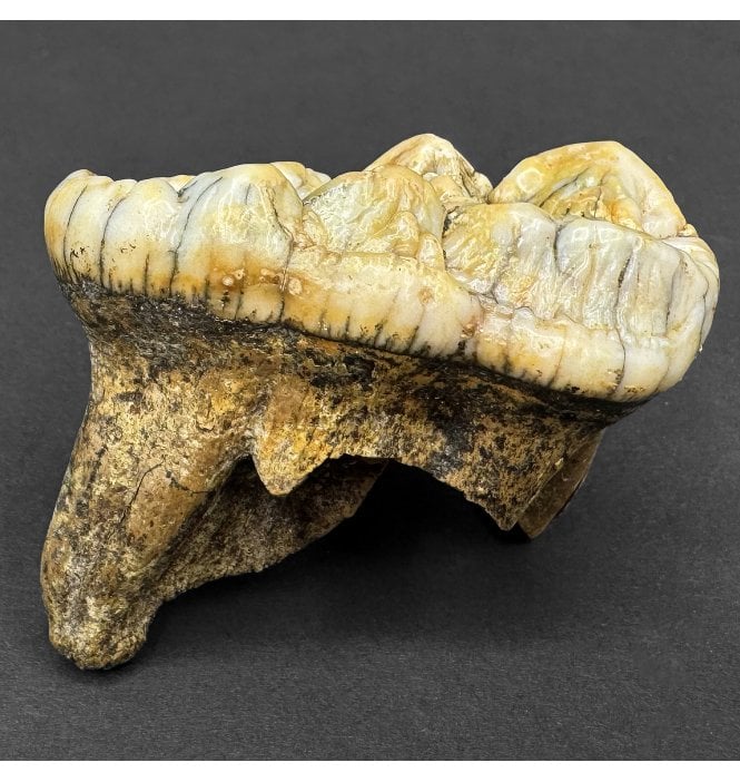Cave Bear Tooth (SKU V8232)