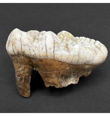 Cave Bear Tooth (SKU V8234)
