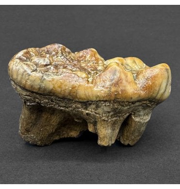 Cave Bear Tooth (SKU V8238)