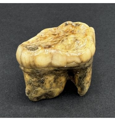 Cave Bear Tooth (SKU V8546):- Ursus spelaeus