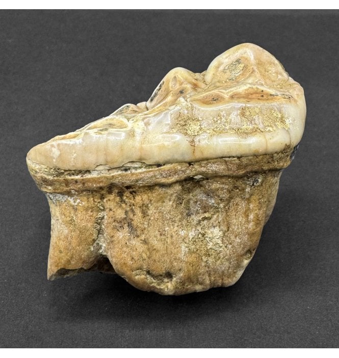 Cave Bear Tooth (SKU V8569)