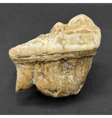 Cave Bear Tooth (SKU V8569)