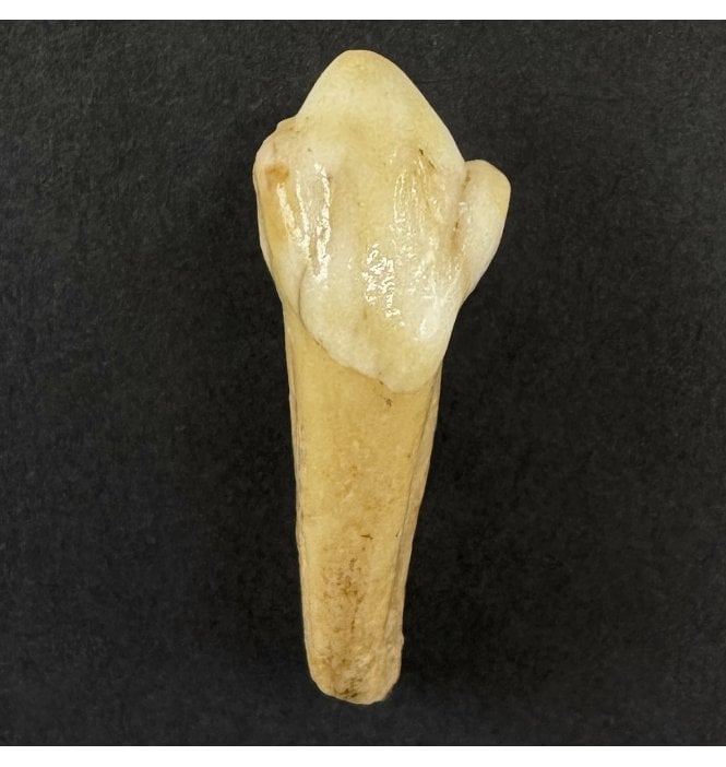 Cave Bear Tooth (SKU V9303):- Ursus spelaeus