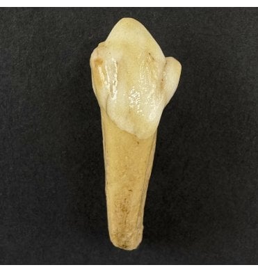 Cave Bear Tooth (SKU V9303):- Ursus spelaeus