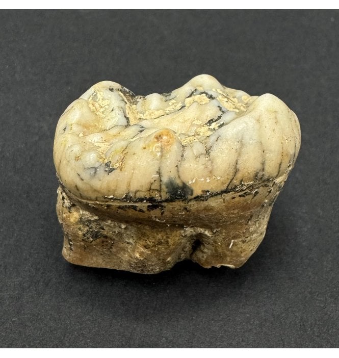Cave Bear Tooth (SKU V9306):- Ursus spelaeus