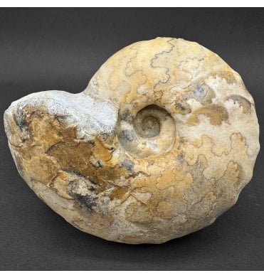 Cenomanian, Upper Cretaceous Ammonite from Northern Nigeria (SKU A4367):- Thomasites rollandi