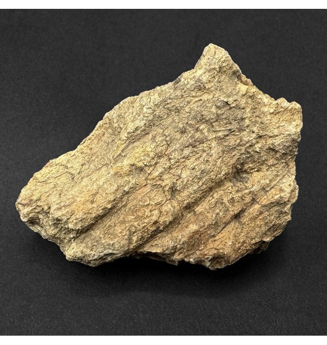 Ceratopsian (Triceratops) Frill Fragment from South Dakota, USA (SKU V9345):- Triceratops horridus