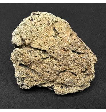 Ceratopsian (Triceratops) Frill Fragment from South Dakota, USA (SKU V9347):- Triceratops horridus