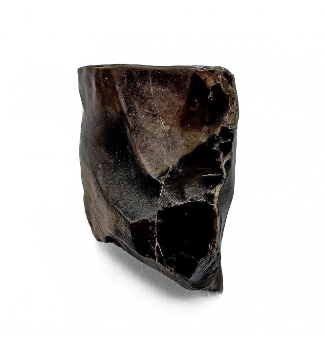 Ceratopsian (Triceratops) Tooth from South Dakota, USA (SKU V7240):- Triceratops horridus