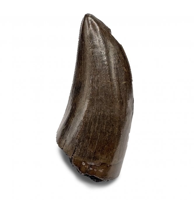 Cretaceous Theropod Dinosaur (Tyrannosaurus) Tooth from the Hell Creek Formation, Montana, USA (SKU V7521):- Tyrannosaurus Rex